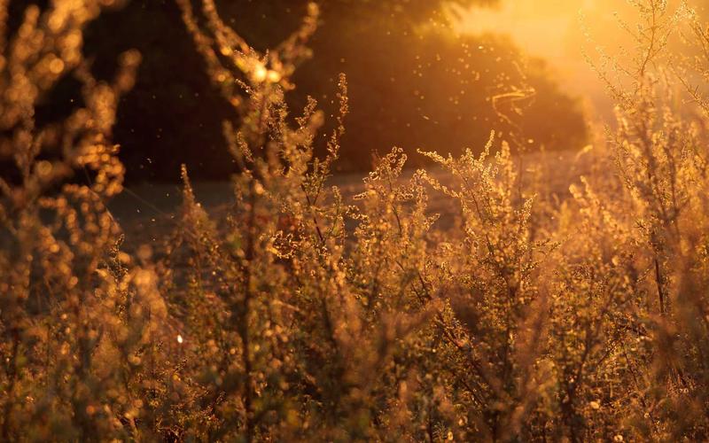 Suknia ślubna na jesień — jak wybrać do pory roku
