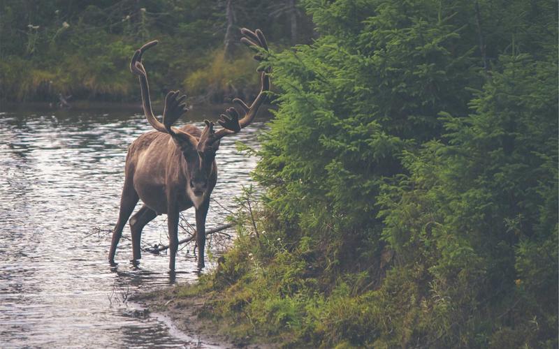Akordeon i folk na weselu — swojski klimat